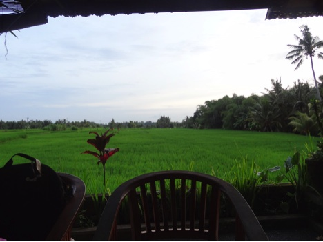 alex rice paddies | Abroad101 Blog