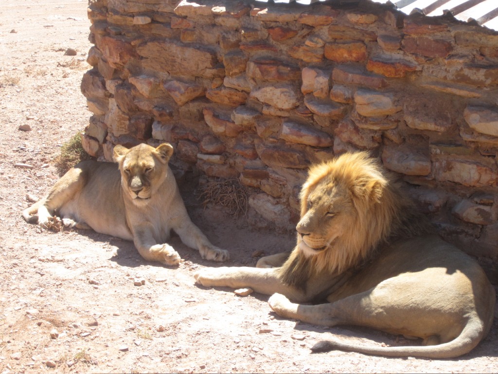 Lions | Abroad101 Blog