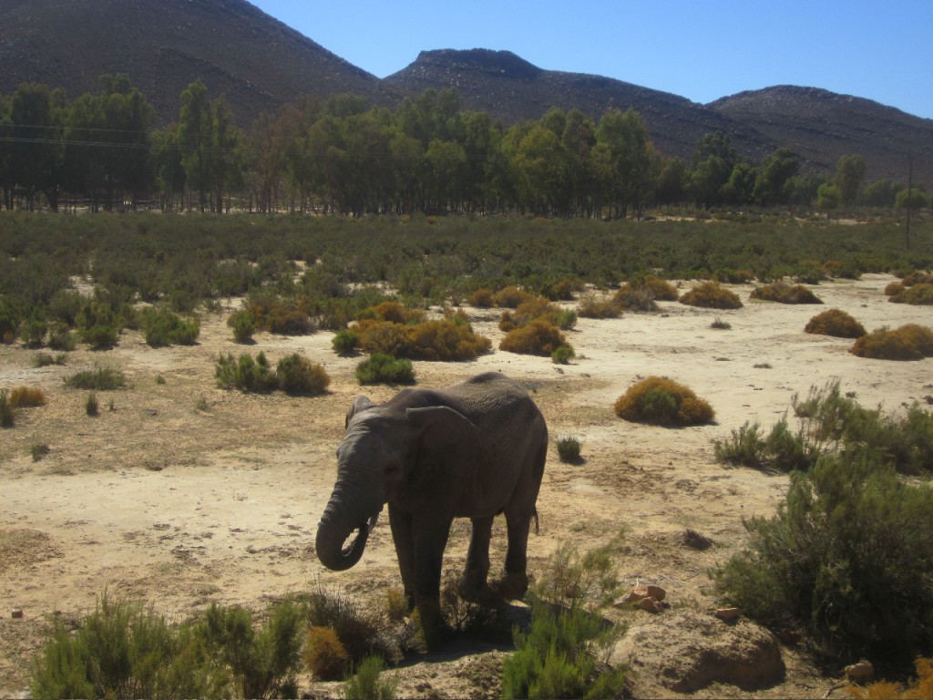 Theresa Hanging out with Elephants | Abroad101 Blog