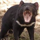 Tasmanian Devil | Abroad101 Blog