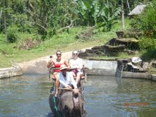 elephantsbaliMegBauer | Abroad101 Blog