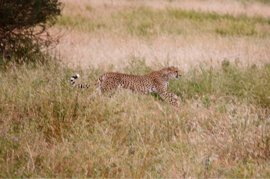 Tanzaniacheetah | Abroad101 Blog Tanzania Abroad101