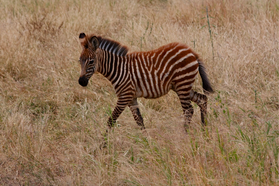 Tanzaniazebra | Abroad101 Blog Tanzania Abroad101