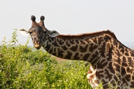 giraffe | Abroad101 Blog