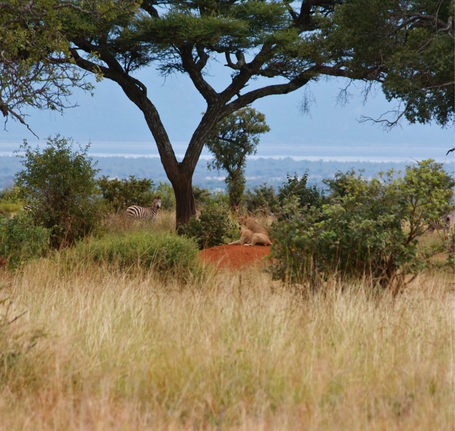 tanzania lion.jpg | Abroad101 Blog Tanzania Abroad101