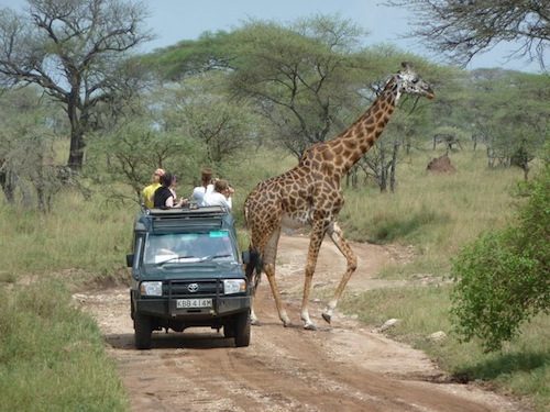 giraffe | Abroad101 Blog