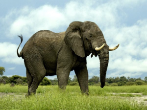 image of elephant