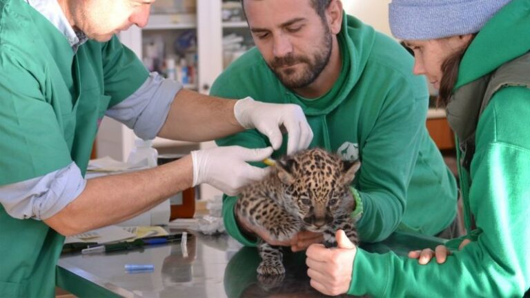 Cerca Abroad - Veterinary intership student photo | Abroad101 Blog
