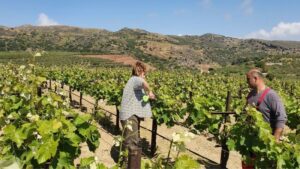Cerca Abroad - Agricultural internship | Abroad101 Blog