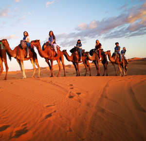 camels 354x340 | Abroad101 Blog Students ride camels across Sahara dunes at sunset near Merzouga, Morocco—field excursion on APA Multi-Country French immersion.